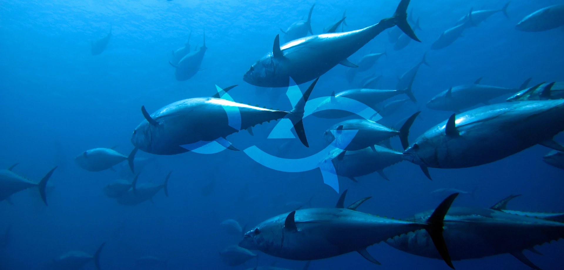 visuel-logo-sathoan-identite-visuelle-logo-design-graphique-osb-communication-montpellier visuel-logo-sathoan-identite-visuelle-logo-design-graphique-osb-communication-montpellier